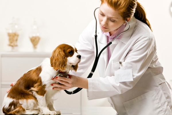 Diploma in Veterinary Science