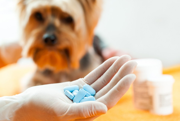 Diploma in Veterinary Pharmacy